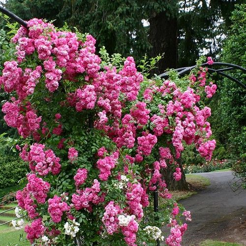 Roz - Trandafir copac cu trunchi înalt - cu flori mărunți - coroană curgătoare